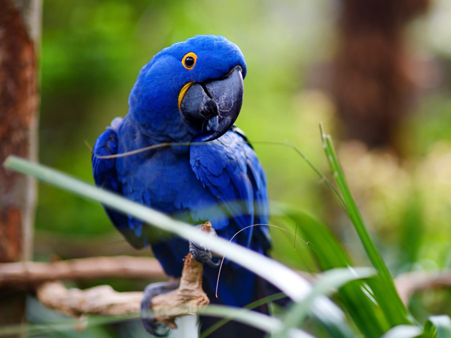 Pacaws bleus