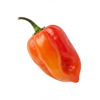 Habanero Pepper