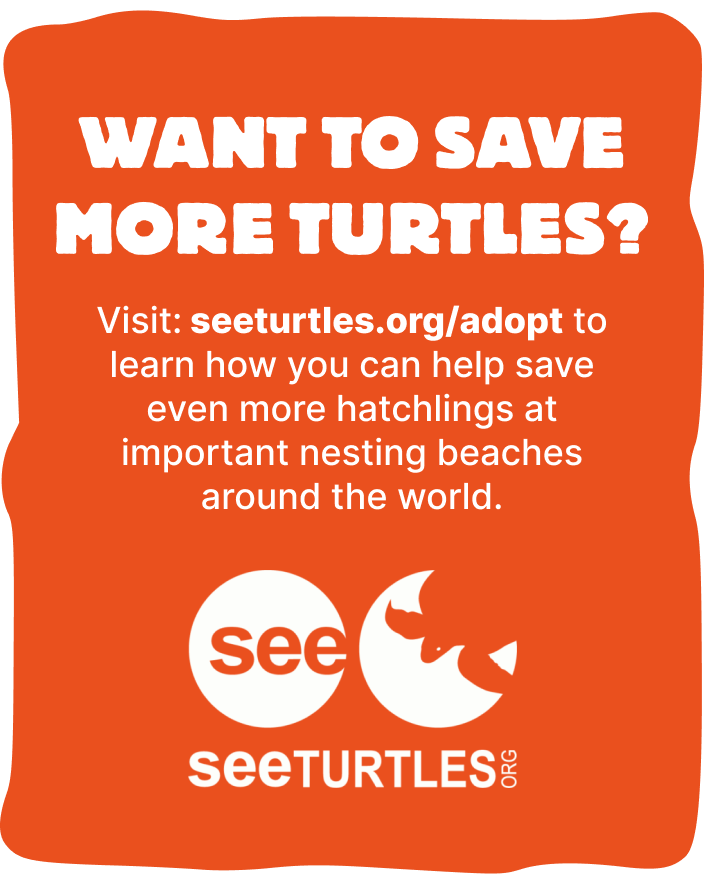 SEE Turtles Org